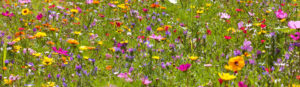 Meadowmat Wildflower Turf