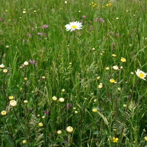 Traditional Meadowmat Wildflower Turf