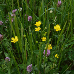 Traditional Meadowmat wildflower turf