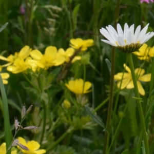 Traditional Meadowmat wildflower turf 