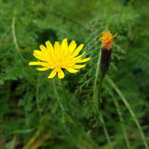 Yellow Spring Wild Flowers Serious-Play 10-12mm Tall Grass Tufts 