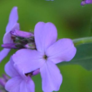 Dames Violet (Hesperis matronalis)