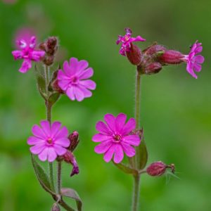 Red Campion (Silene Dioica)