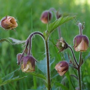Water Avens (Geum Rivale)