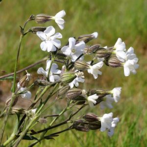 White Campion (Silene Latifolia)