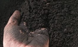 loam soil