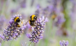 bee loving wildflowers