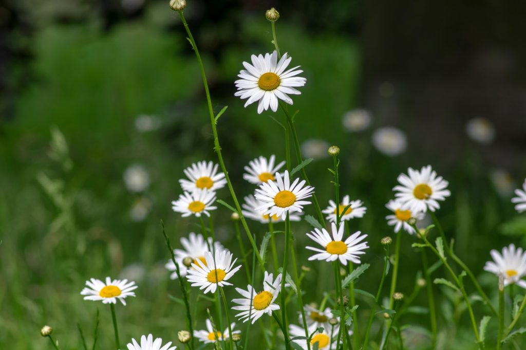early summer oxeyes