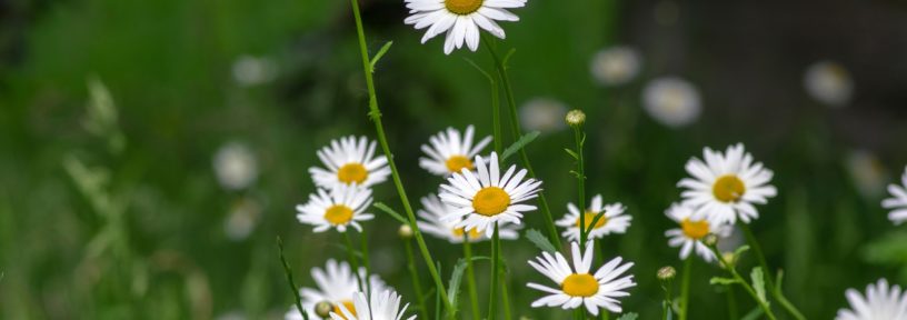 early summer oxeyes