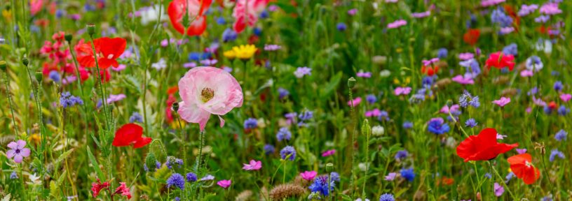 cost of a wildflower meadow