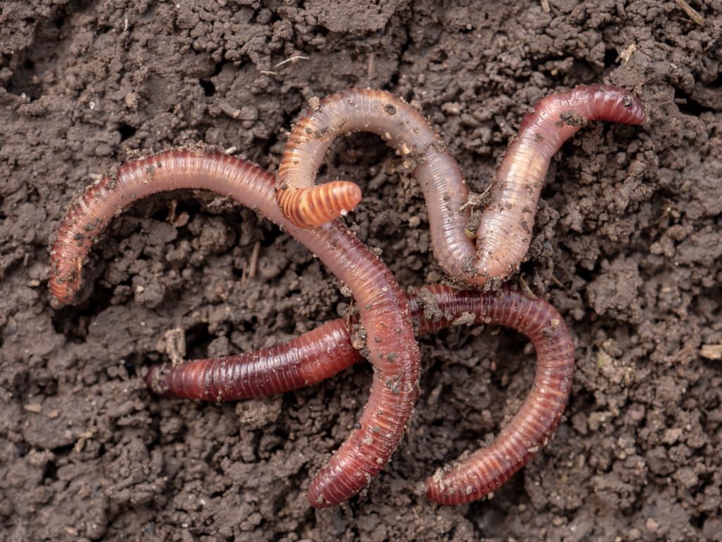 lawncare - earthworms