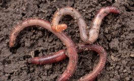 lawncare - earthworms