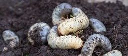 Close Up Of White Grubs Burrowing Into The Soil