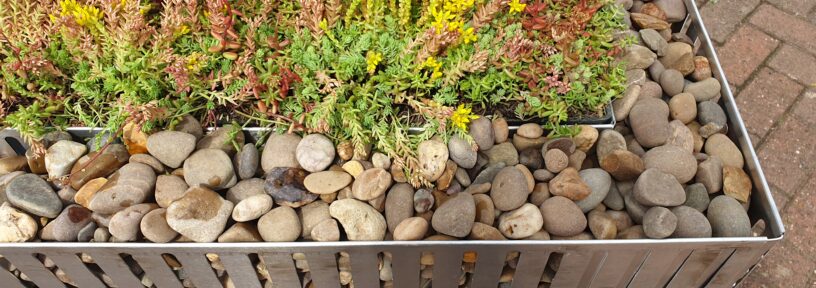 green roof edging Sedum Tray with Pebbles