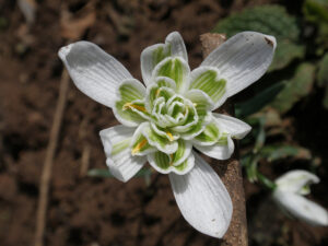 Double Snowdrop (Galanthus nivalis flore pleno)
