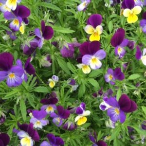 Heartsease / Wild Pansy (Viola tricolor)