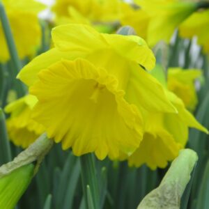 Tenby Daffodil (Narcissus pseudonarcissus obvallaris)