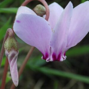 Wild Cyclamen Pink (Cyclamen hederifolium)