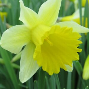 Wild Daffodil (Narcissus pseudonarcissus lobularis)