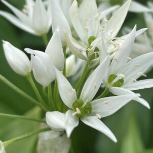 Wild Garlic (Allium ursinum)