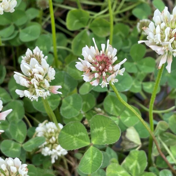 bulbs and meadowmat (Trifolium repens)