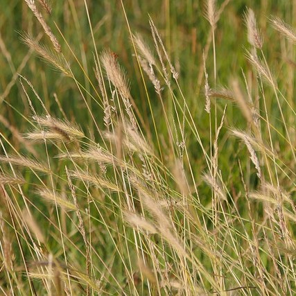 Grass Species | Turf Online