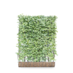 Mobilane Green Screen Carpinus betulus haagbeuk