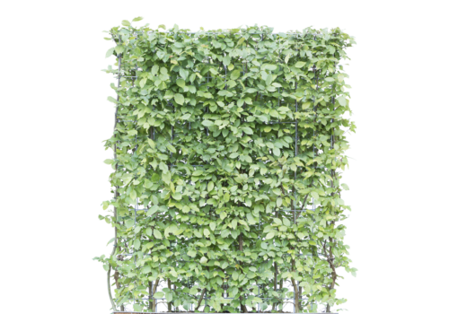Mobilane Green Screen Carpinus betulus haagbeuk