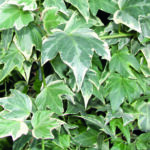 Mobilane Green Screen specie Hedera Helix White Ripple